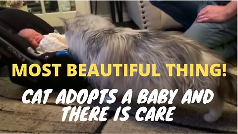 CAT ADOPTS A BABY AND THERE IS CARE