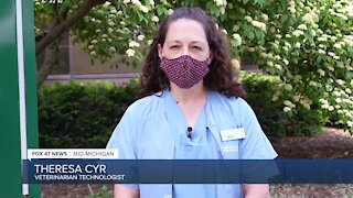 Vet technologist Theresa Cyr