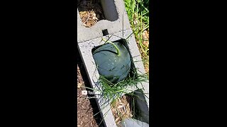 Square Watermelon