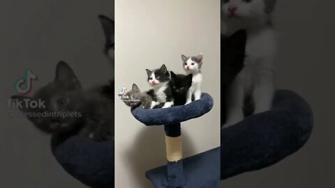 little kittens meowing and talking / Cuteness overload #kitten #shorts #tiktok #trending