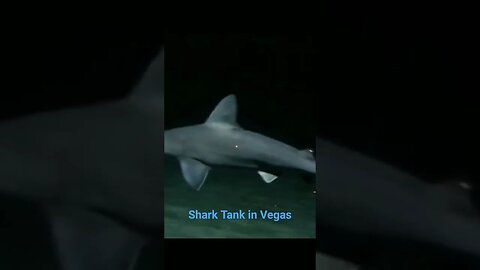 Sharks in Vegas #shorts #sharks