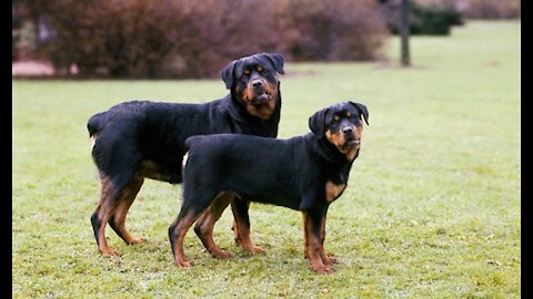 Rottweiler vs other Dogs|| Rottweiler Vs Humans.