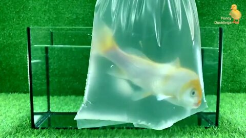 Baby Duck Duckling, Goldfish, Koi Carp Fish - cute baby animals videos