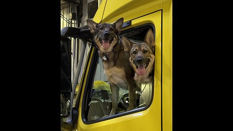 8/24/2024 *2* Dickson TN to Elk River MN #TruckerZeus #Trucking #Flatbed #GSD #Puppies