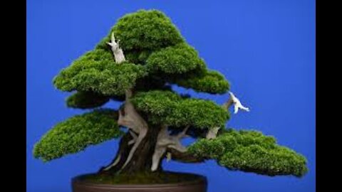 How to make bonsai tree at home-Bonsai trees for beginners