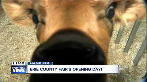 Visiting the moo-ternity ward at the Erie County Fair!