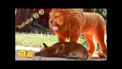 DingDon! Prank Cat | Prank Dog | Fake Tiger Prank Dog and Prank Cat | So Funny Prank, MKR Tech