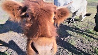 Cow adorably nudges brother along to get his treats