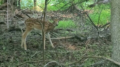 Young deer, shakes, eyes me and then runs to its mother and father. 🦌🦌🍃🌳🍃🦌