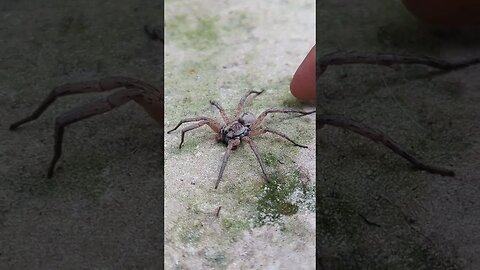 AHHH!!! SPIDER!!! #shorts #spider #wolfspider #nature #outside #scary #amos