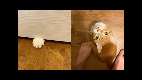 House Cat Rules - Never Close the bathroom Door!