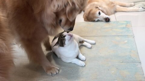 Kitty just can't get enough cuddles from these Golden Retrievers