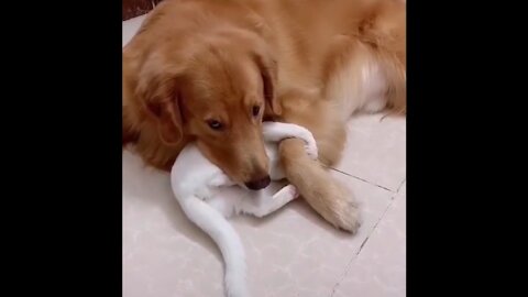 Dog and cat cuddling together