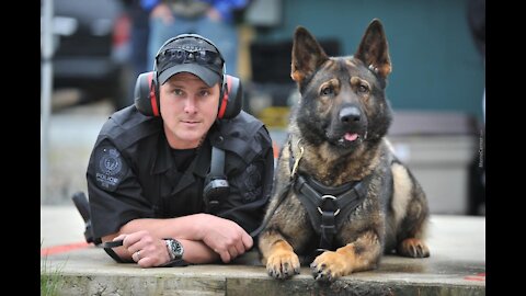 Teaching Protection Dogs to Bark at strangers in public by professional