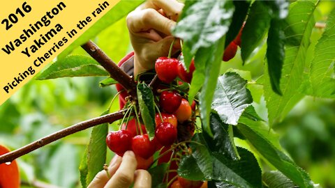 Picking Cherries in Yakima in the rain 2016