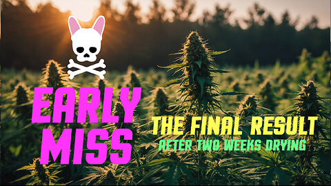 The Final Result - Early Miss - Episode Eight - Spider Farmer SF2000 Complete Grow Tent Kit