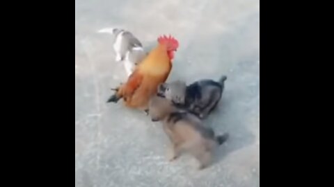 VERY FUNNY CHICKEN VS DOG VIDEO