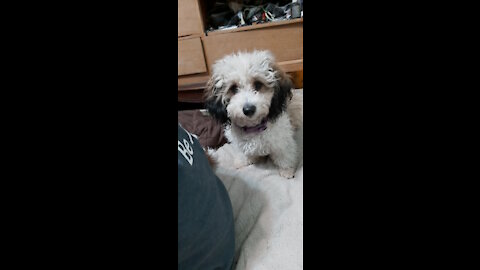 Foxy looking Havapoo playing with Cavapoo