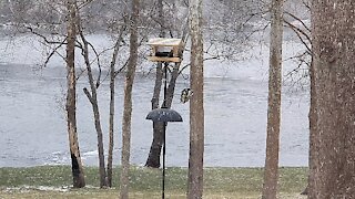 Little Mangia our Downy Woodpecker