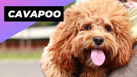 Cavapoo 🐶 The Cavalier + Poodle Mix!