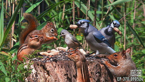 Upstate Birds And Critters: Ep 370 — 090524 Cat TV Dog TV