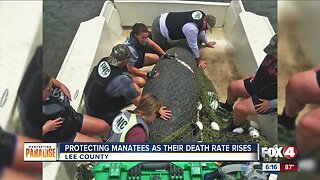 Manatee death rates rise in Florida