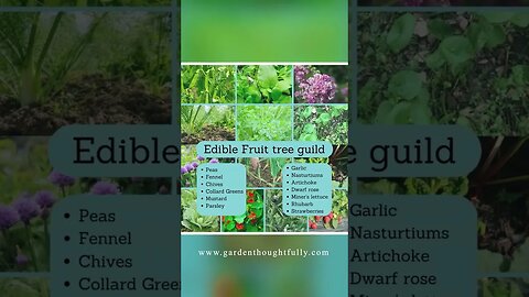 Fruit Tree Guilds 🥭🍎🍇