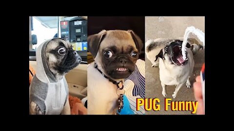 Pug Funny Moments - Cute Dog Videos / Pets Funny