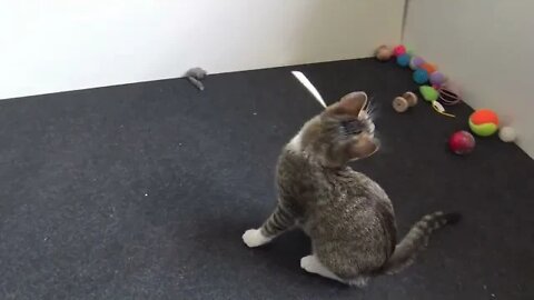 Kitten Gets Tired While Playing and Breaths Like a Dog