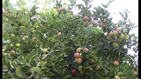 Apple Picking and Dehydrating