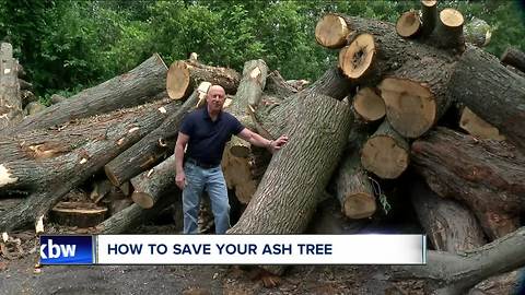 Ash tree choices - save or cut down?