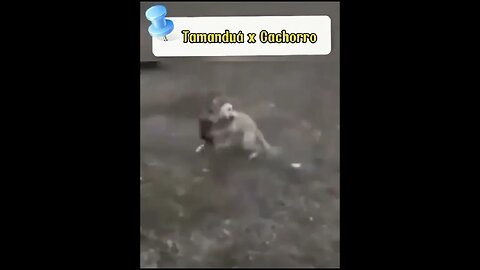 Tamanduá atacando cachorro #shorts