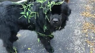 Poor Newfoundland gets covered in sticky burs