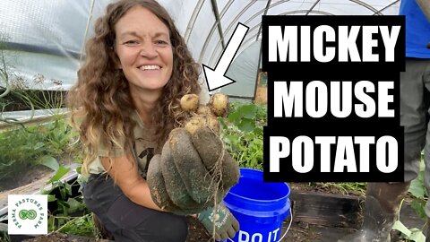 Instant Gardens and a Potato Harvest