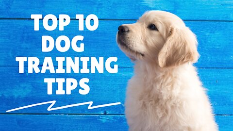 Top 10 Dog Training Tips You Must Follow