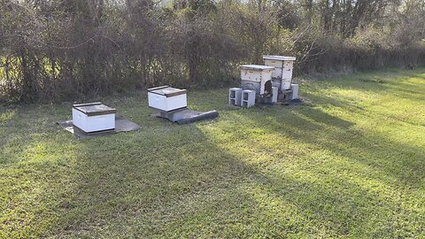 ELM GROVE APIARY! Beekeeping early days!