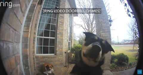 Family Dogs Learn to Use Ring Video Doorbell to Get Owner’s Attention | RingTV