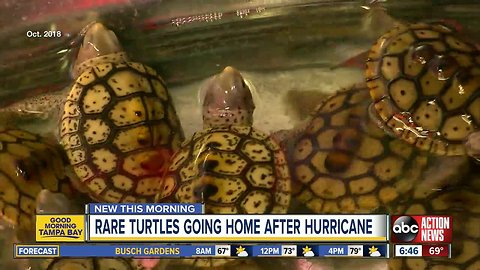 Turtle hatchings released after tangled in seaweed in hurricane