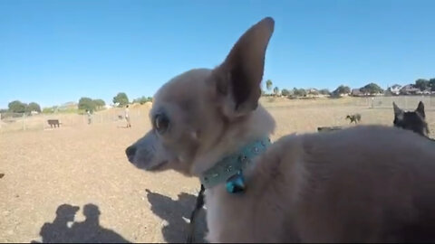 Muzzled Doberman Vs. German Shepherd Dominance, Aggressive Chihuahua