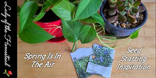 Growing Rosemary From Seed