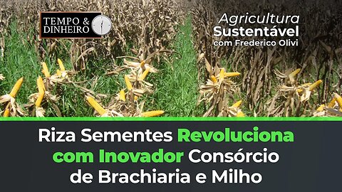 Riza Sementes consórcio brachiaria e milho