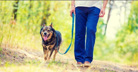 How to train your puppy to walk with leash(tutorial)