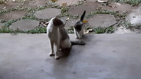 A cute kitten cuddling with its mom