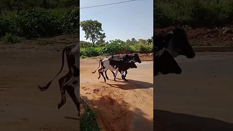 vacas invadindo estrada