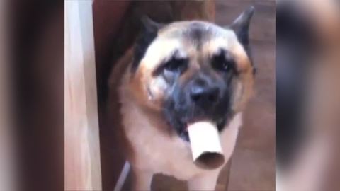 Funny Akita Dog Moos Like A Cow