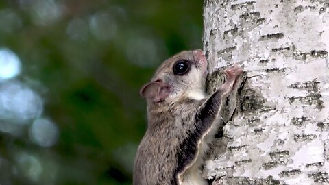 Close up Footage of Elusive Flying Squirrel