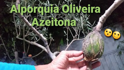 Alporquia Tripla Oliveira Azeitona/Se inscreva nos meus canais na descrição