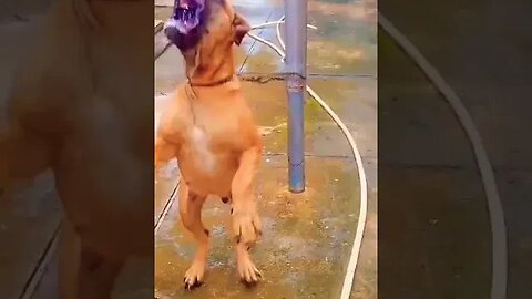 Boerboel Aggressively Barking #shorts #boerboel #dogbarking #dogsofinstagram #viralvideo #trending