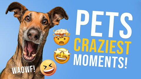 PETs Craziest Moments Compilation - 30 minutes