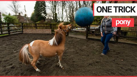 Pony becomes obsessed with playing FOOTBALL